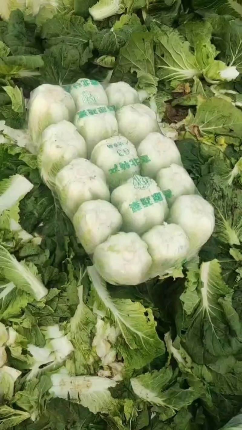 精品黄心白菜货源充足量大从优对接全国生意电商市场行情好