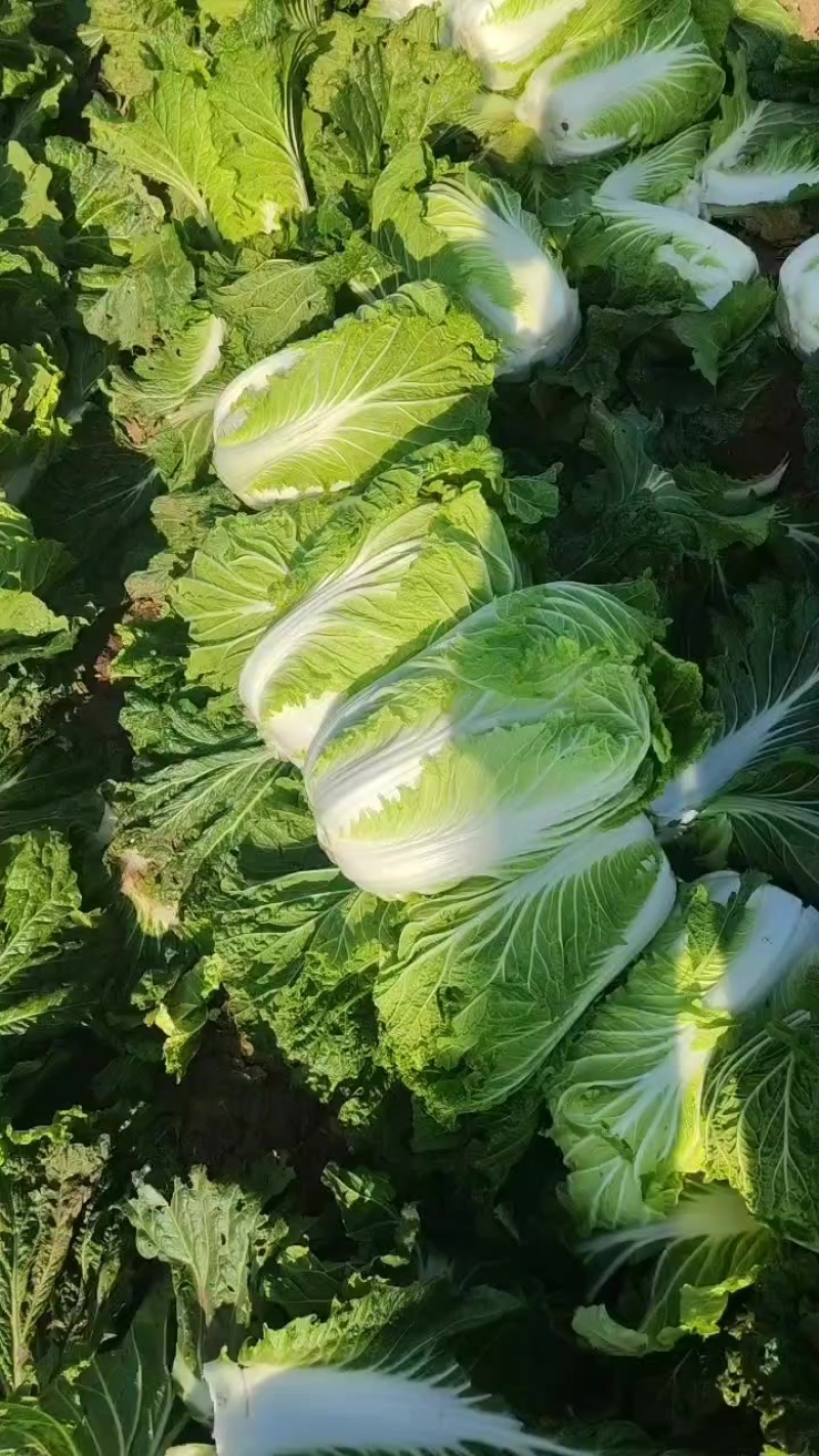 精品黄心白菜货源充足量大从优对接全国生意电商市场行情好