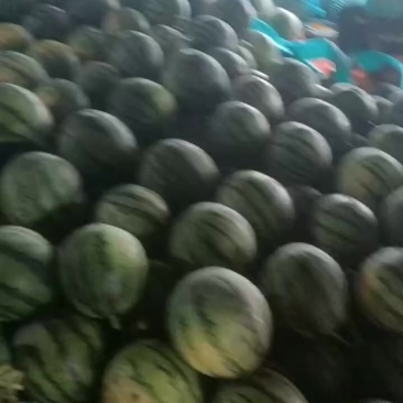 美都西瓜