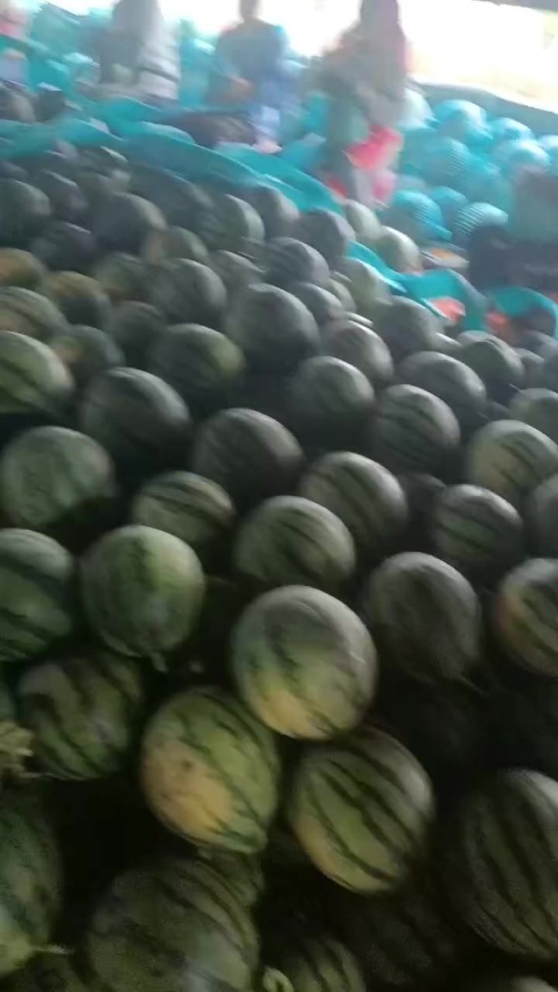 美都西瓜