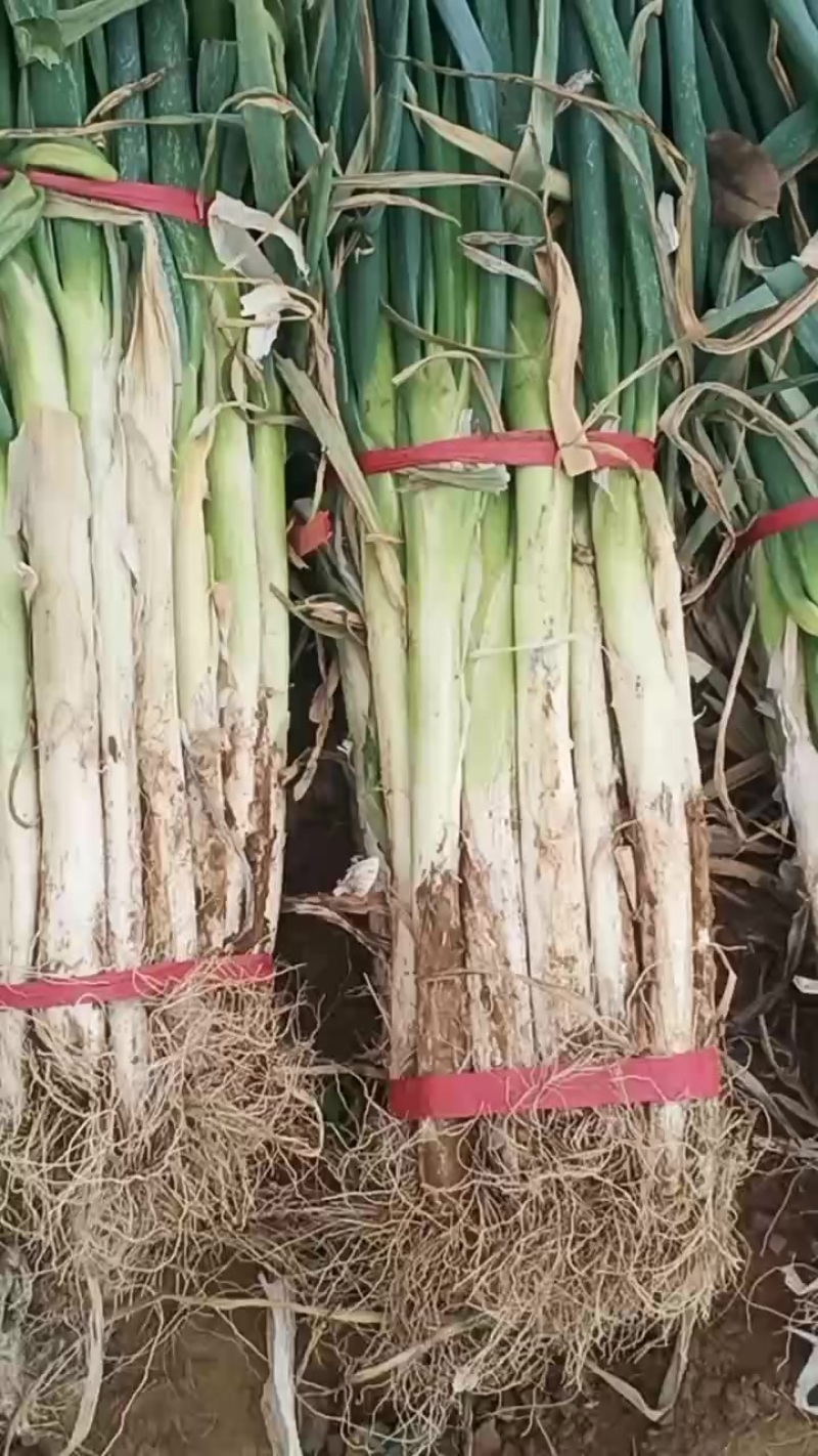 冬葱上市