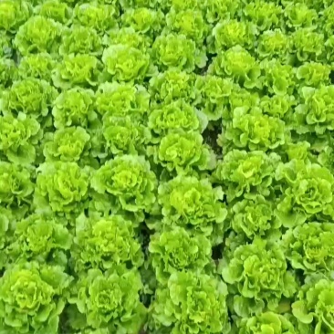叶菜娄