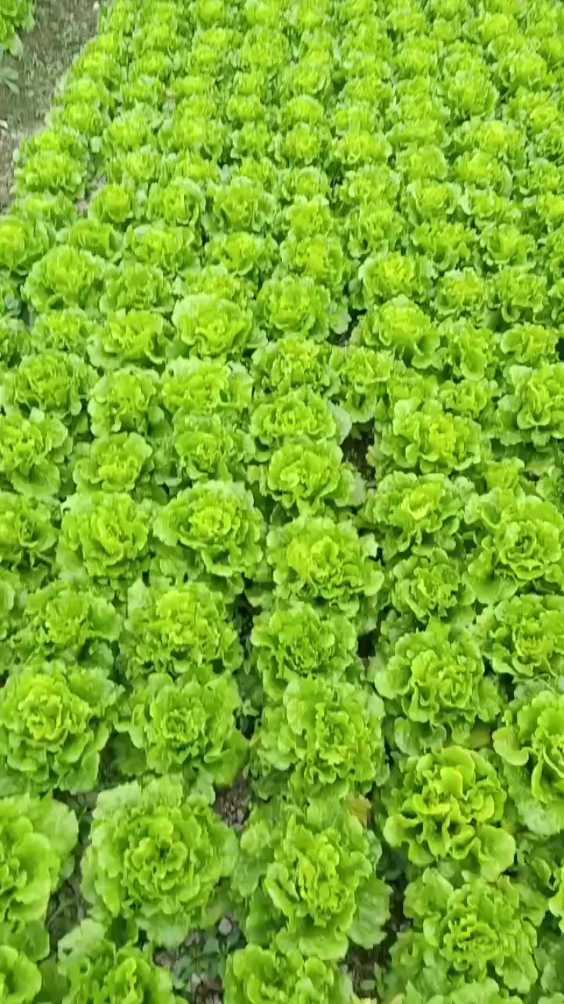叶菜娄