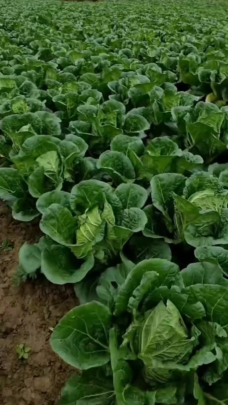 白菜黄心菜