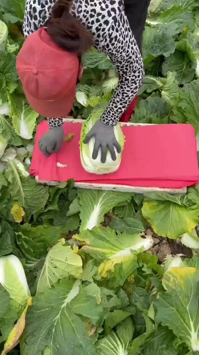 白菜黄心菜