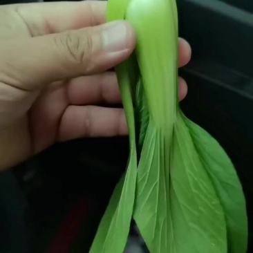 曹县蔬菜基地低价直供，市场，食品厂，