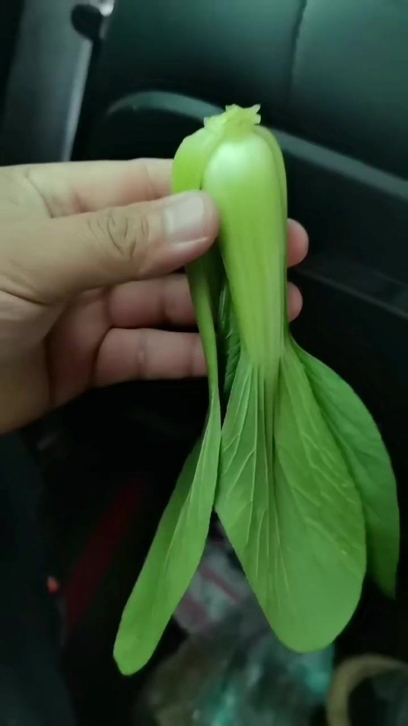 曹县蔬菜基地低价直供，市场，食品厂，