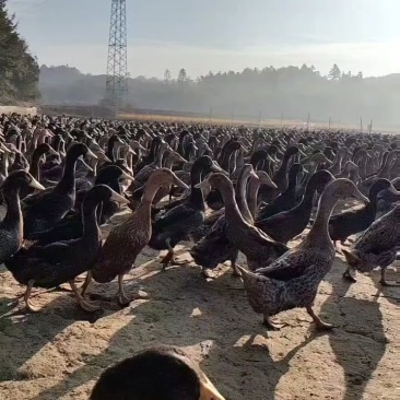 麻鸭