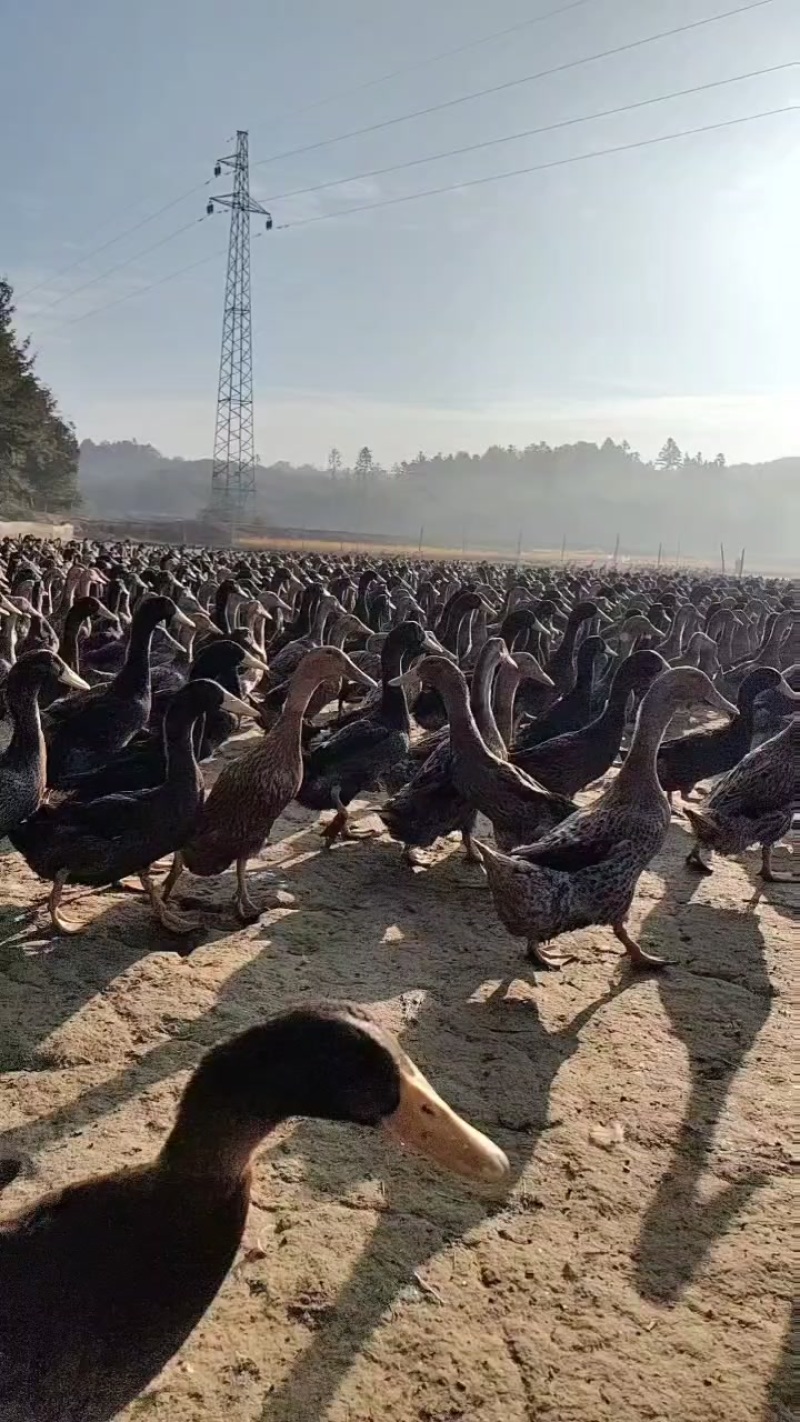 麻鸭