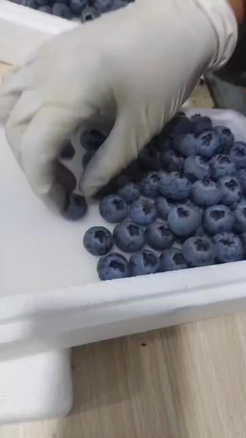 云南鲜果精品蓝莓，h5，优瑞卡，奥尼尔等品种规格齐全
