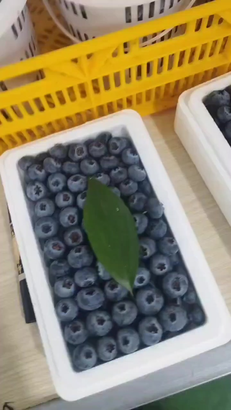 云南鲜果精品蓝莓，h5，优瑞卡，奥尼尔等品种规格齐全