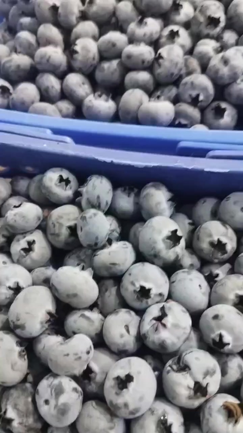 云南鲜果精品蓝莓，h5，优瑞卡，奥尼尔等品种规格齐全