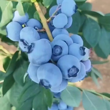 云南鲜果精品蓝莓，h5，优瑞卡，奥尼尔等品种规格齐全