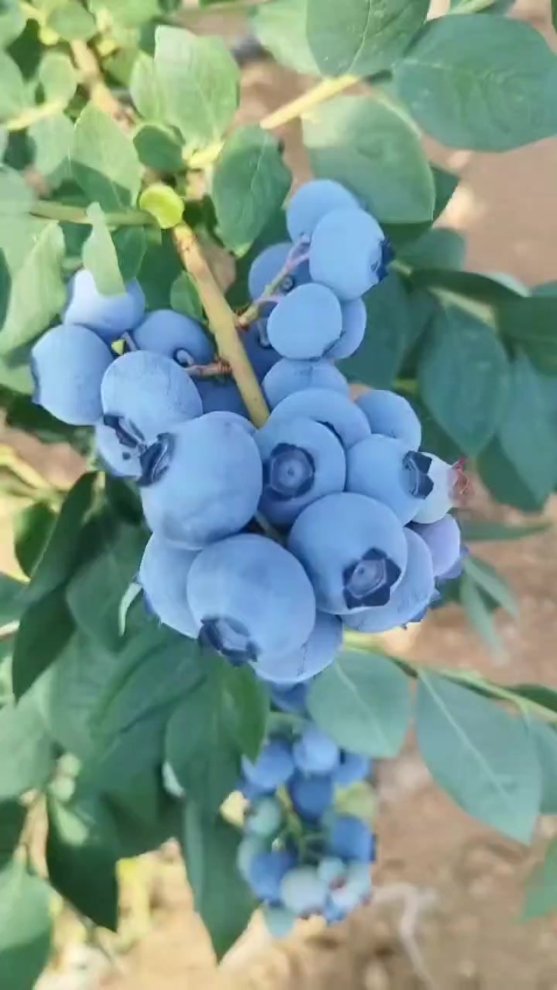 云南鲜果精品蓝莓，h5，优瑞卡，奥尼尔等品种规格齐全