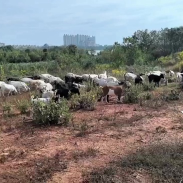 自家放养山羊