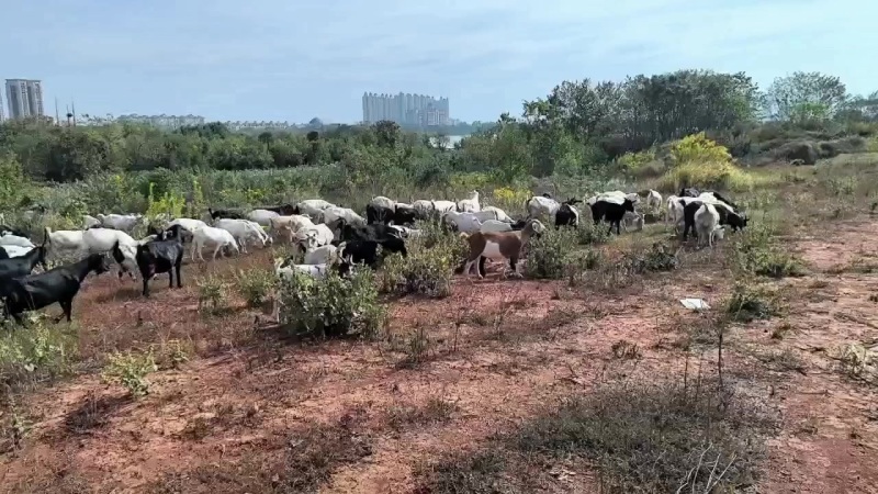 自家放养山羊