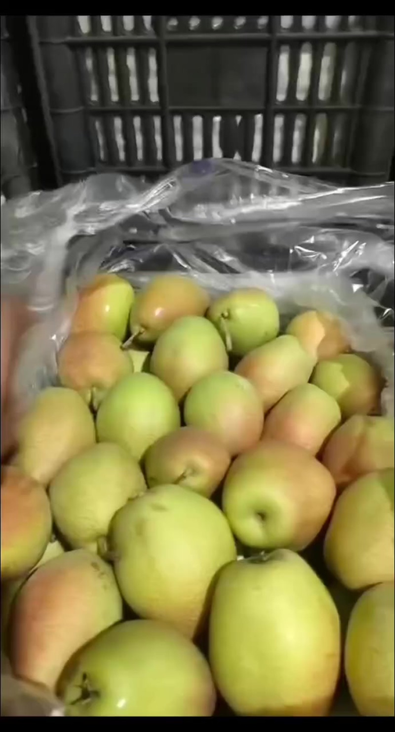 红香酥梨脆甜多汁皮薄肉厚冷库梨三两往上大量现货