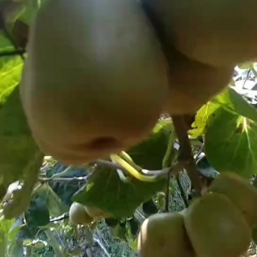 红心猕猴桃。特级好货，货在成都