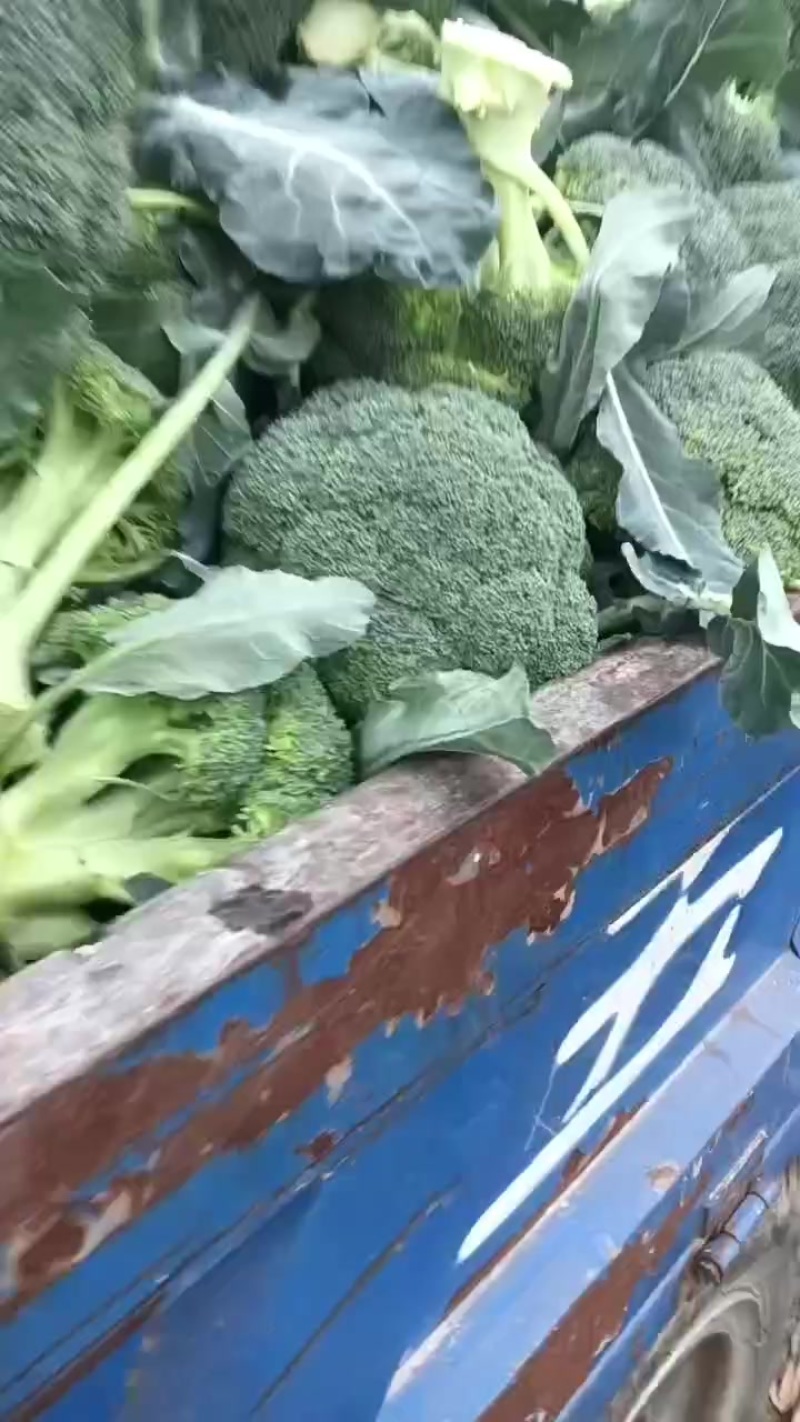 西兰花