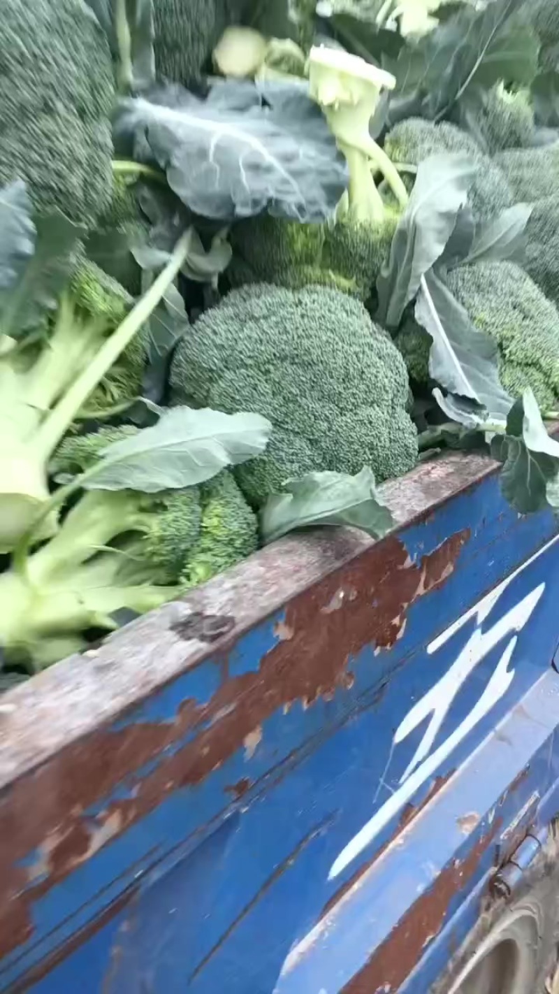 西兰花