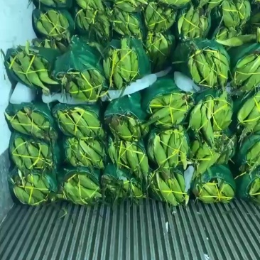 玉米，超标太阳花