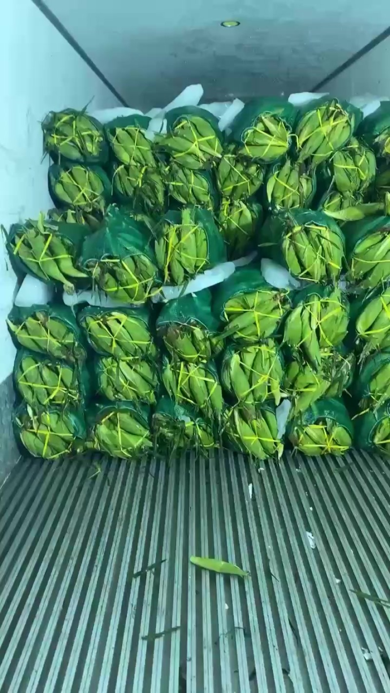 玉米，超标太阳花