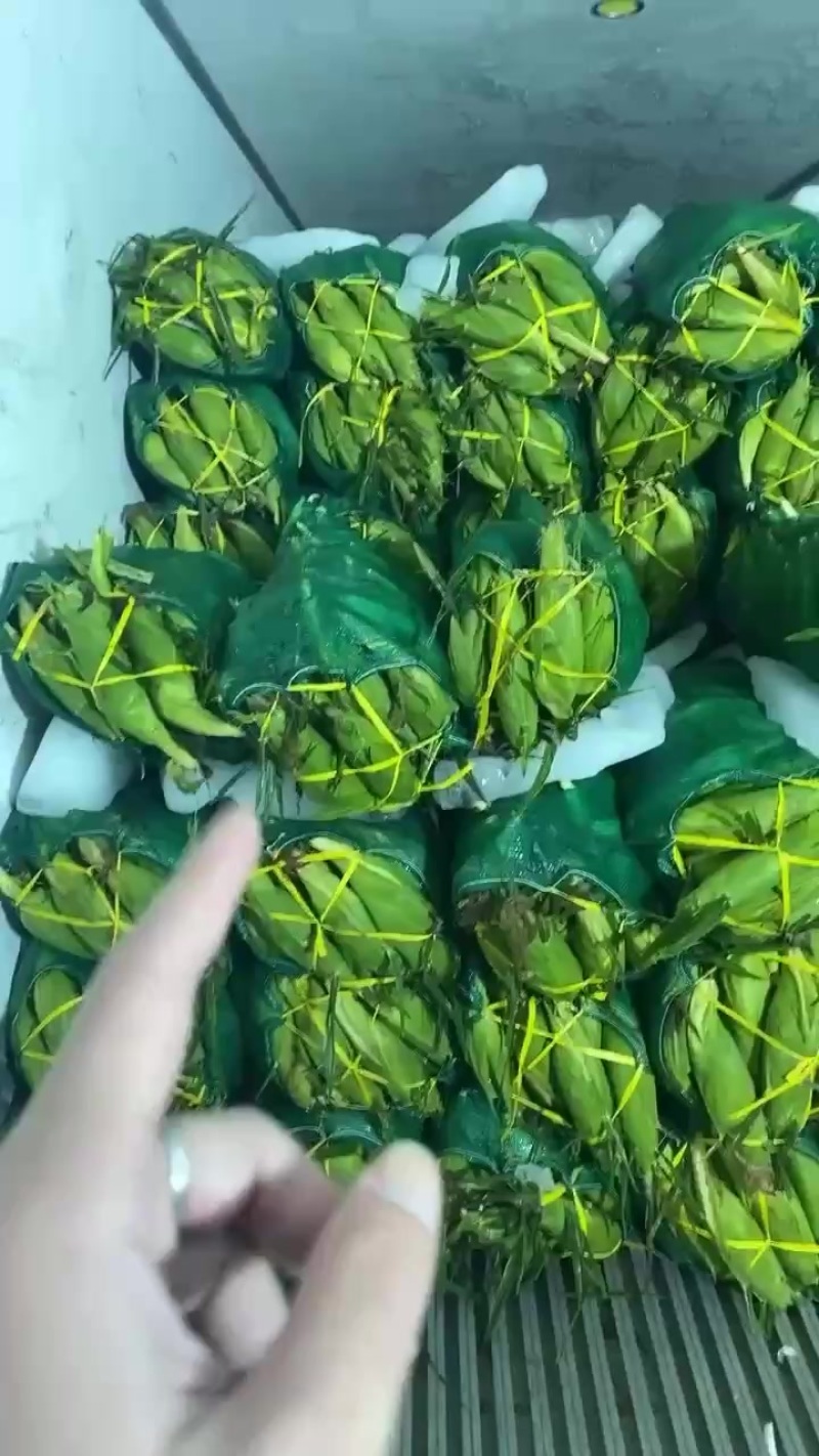 玉米，超标太阳花
