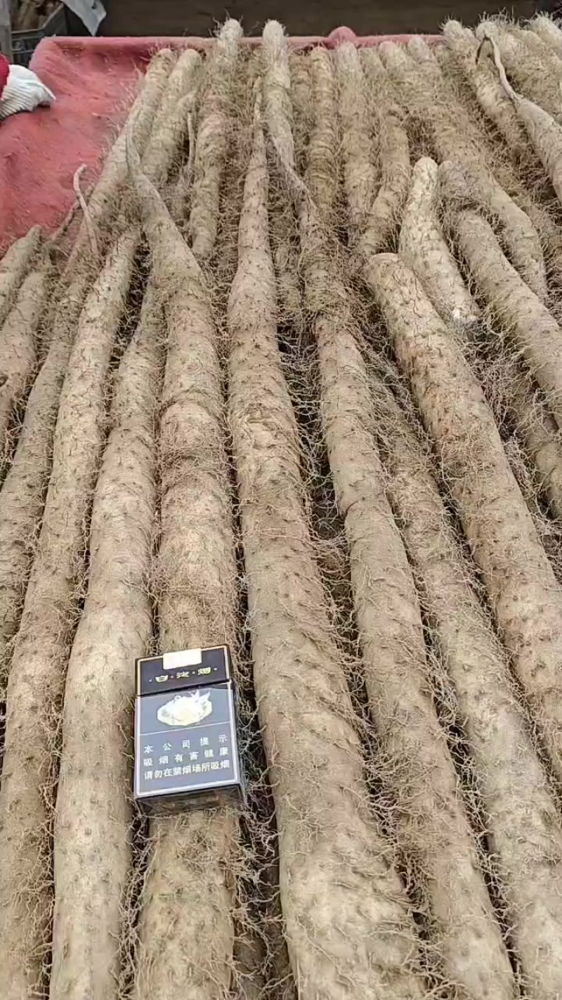 大量新鲜白玉通货
