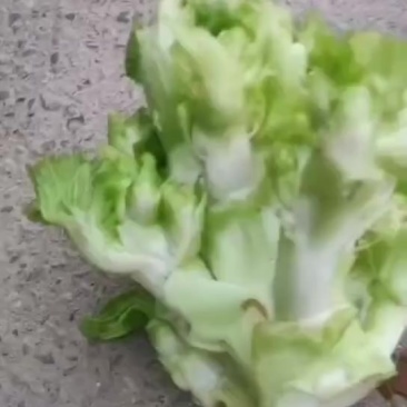儿菜