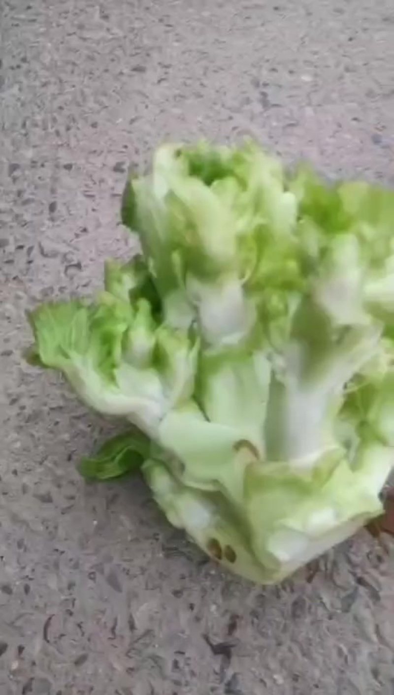 儿菜