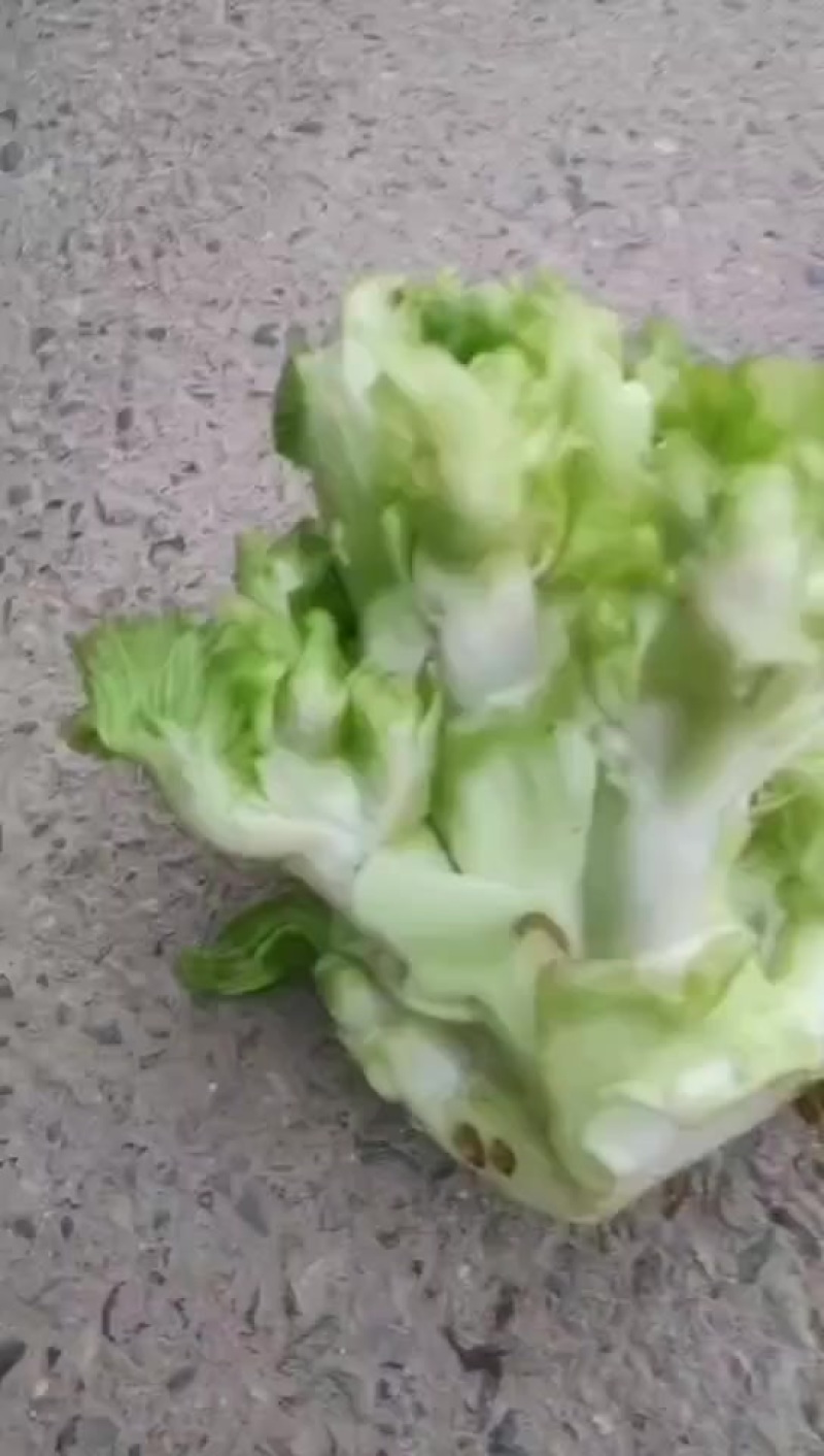 儿菜