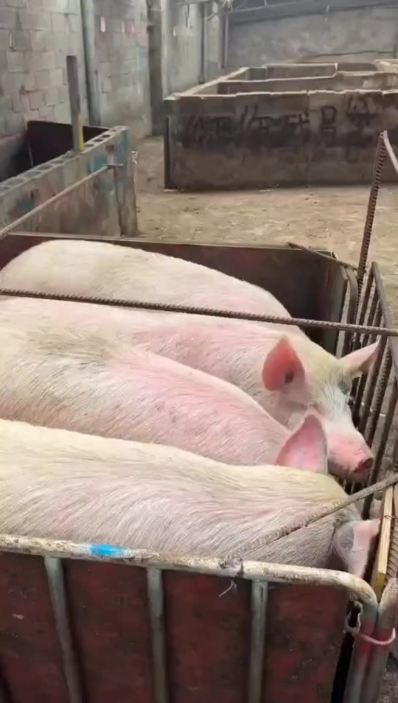 正宗农村熟食猪