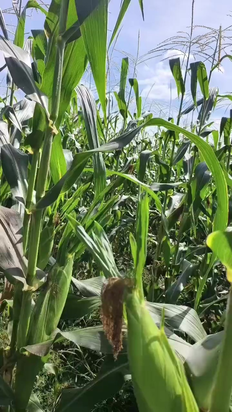 鲜玉米