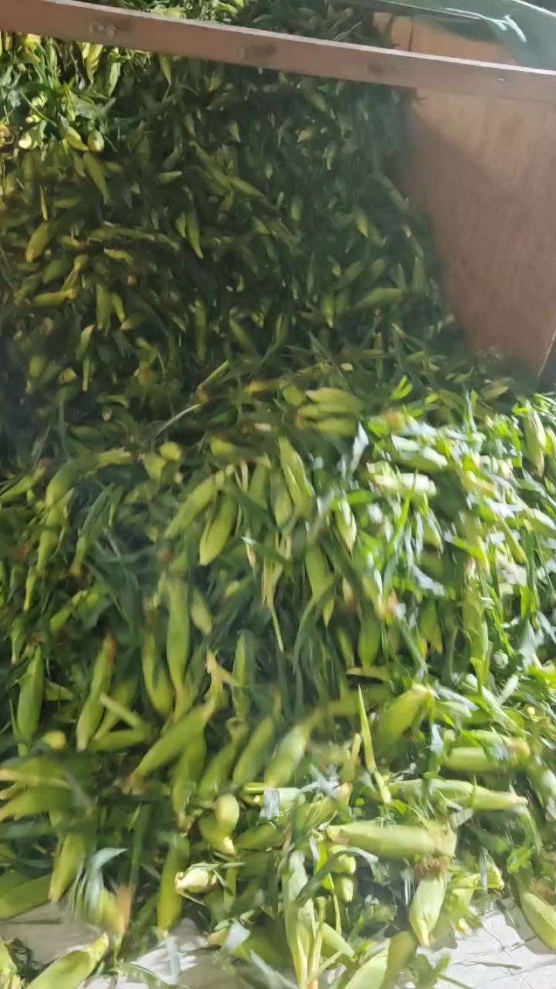 新鲜水果玉米