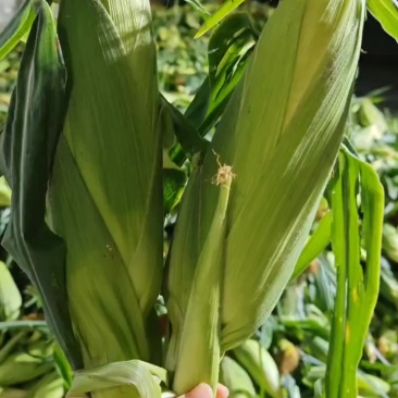 新鲜水果玉米