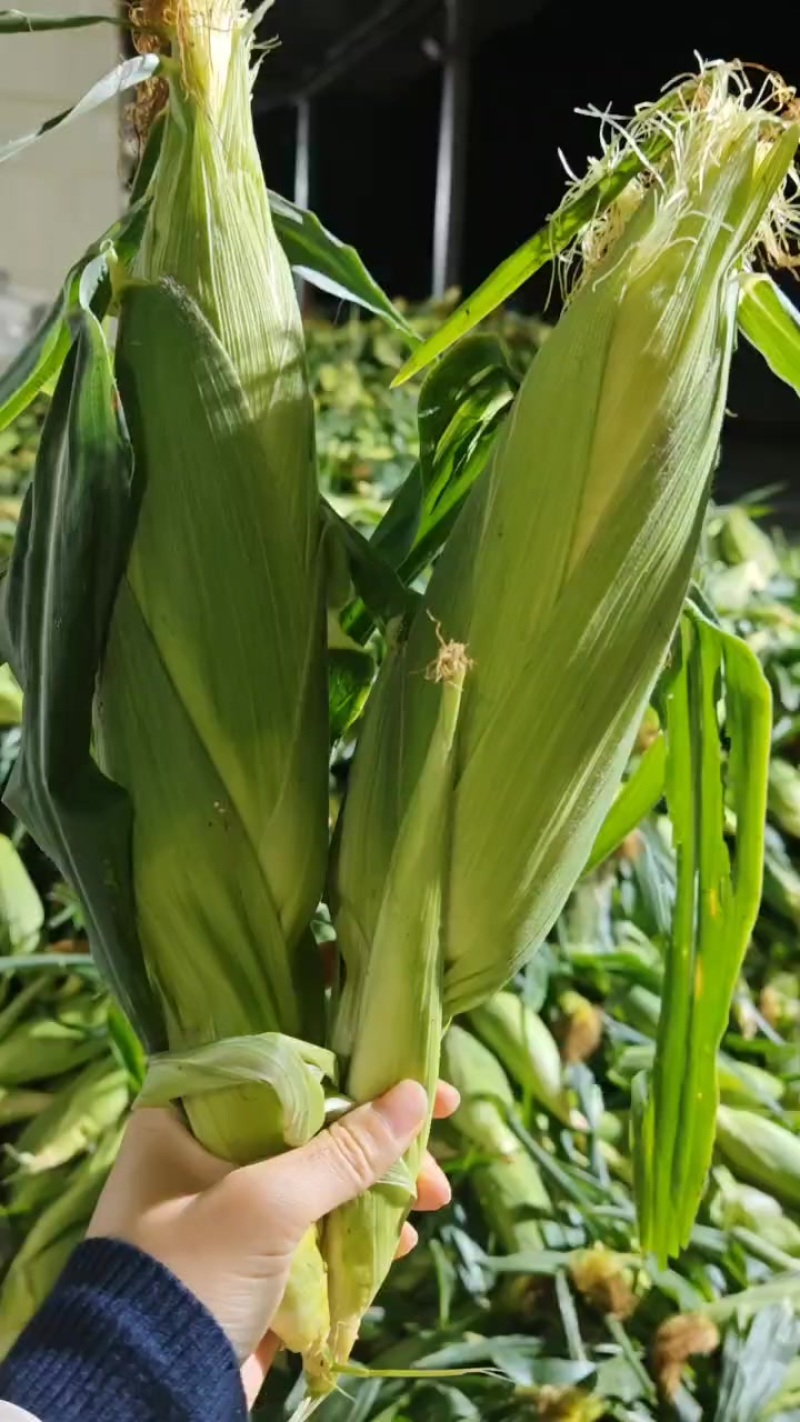 新鲜水果玉米