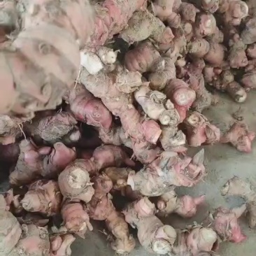 源头南姜基地现货直供每天五吨