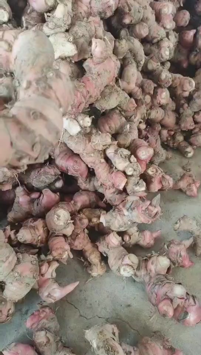 源头南姜基地现货直供每天五吨