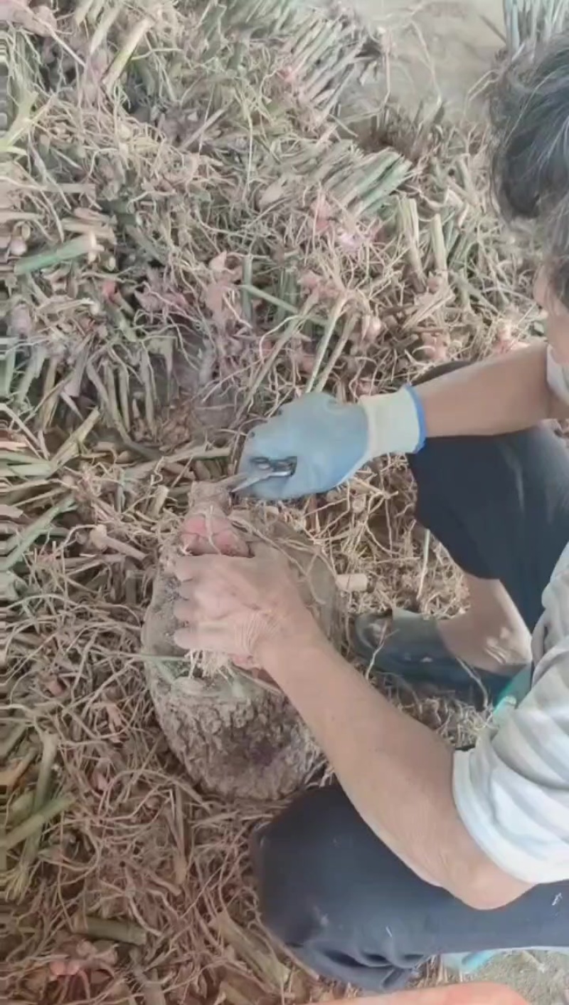 源头南姜基地现货直供每天五吨