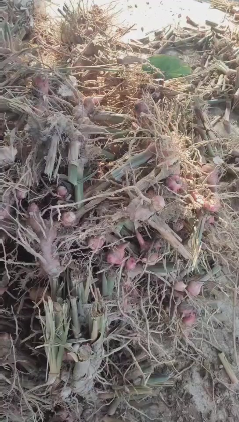 源头南姜基地现货直供每天五吨