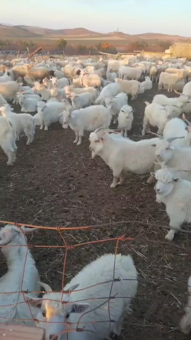 出售天然牧场羊，无饲料喂养纯草原羊