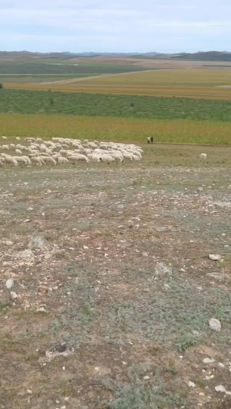 出售天然牧场羊，无饲料喂养纯草原羊