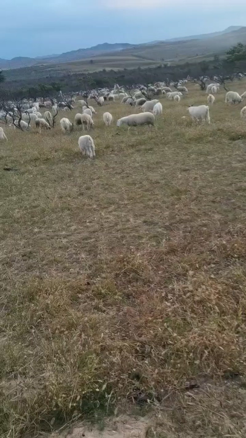 出售天然牧场羊，无饲料喂养纯草原羊