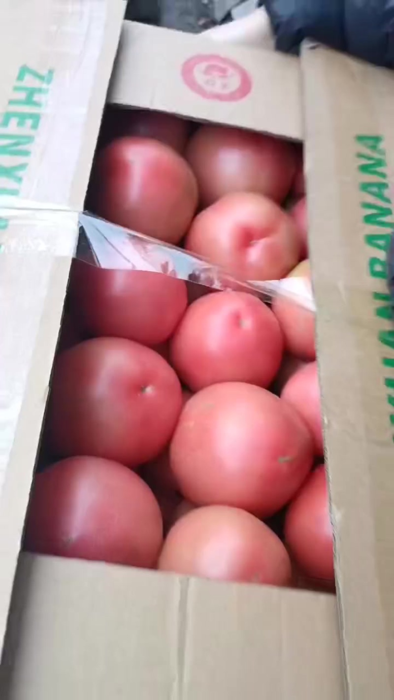 硬粉沙瓤西红柿