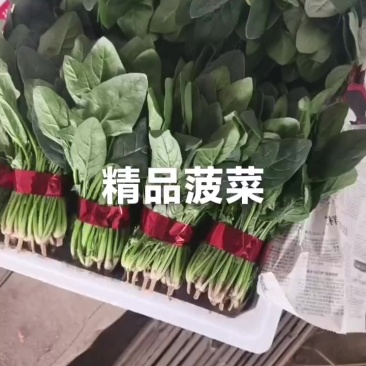 精品菠菜产地直销大量供应！支持各种各样规格，做工精细！