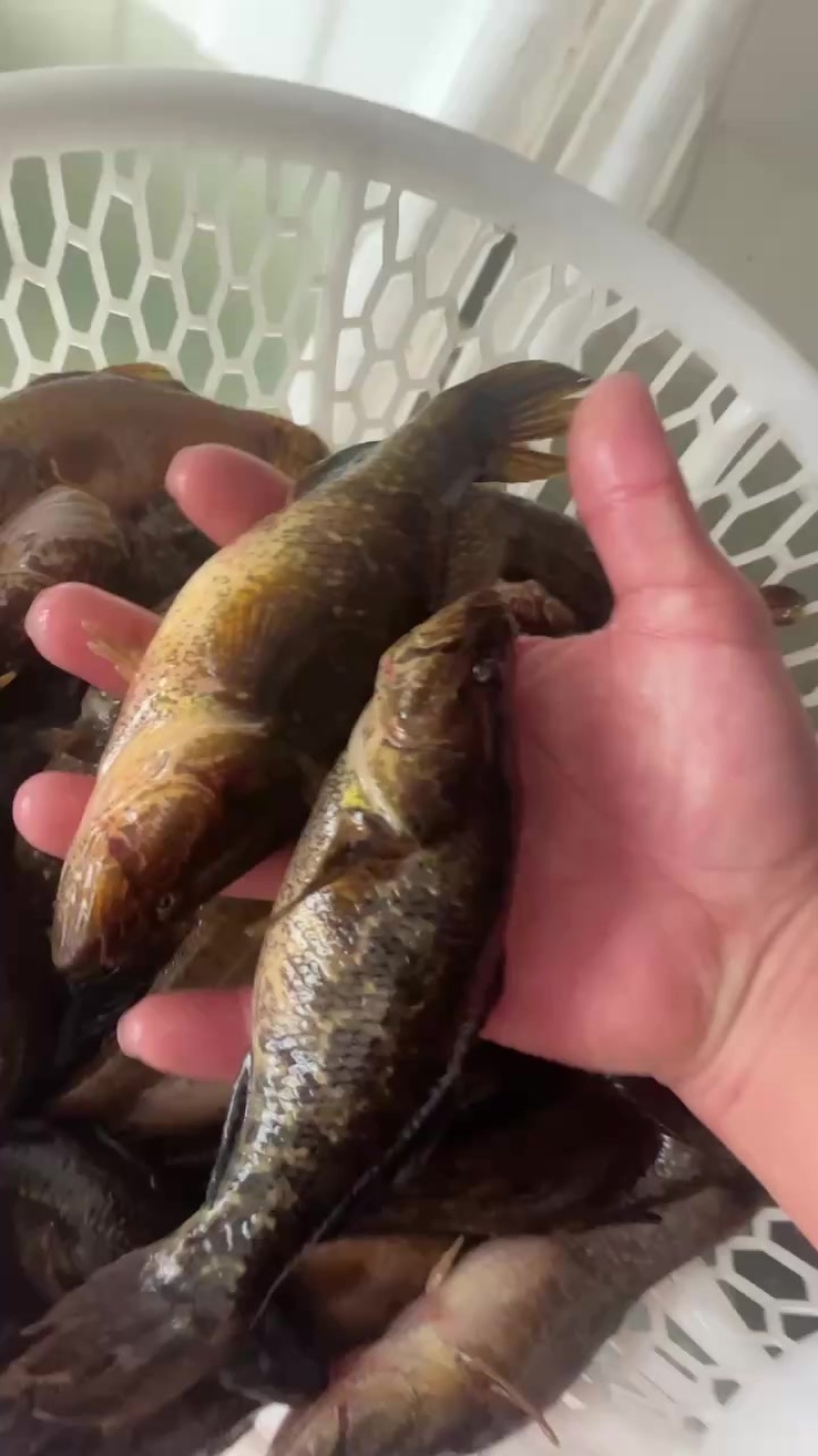 东北老头鱼