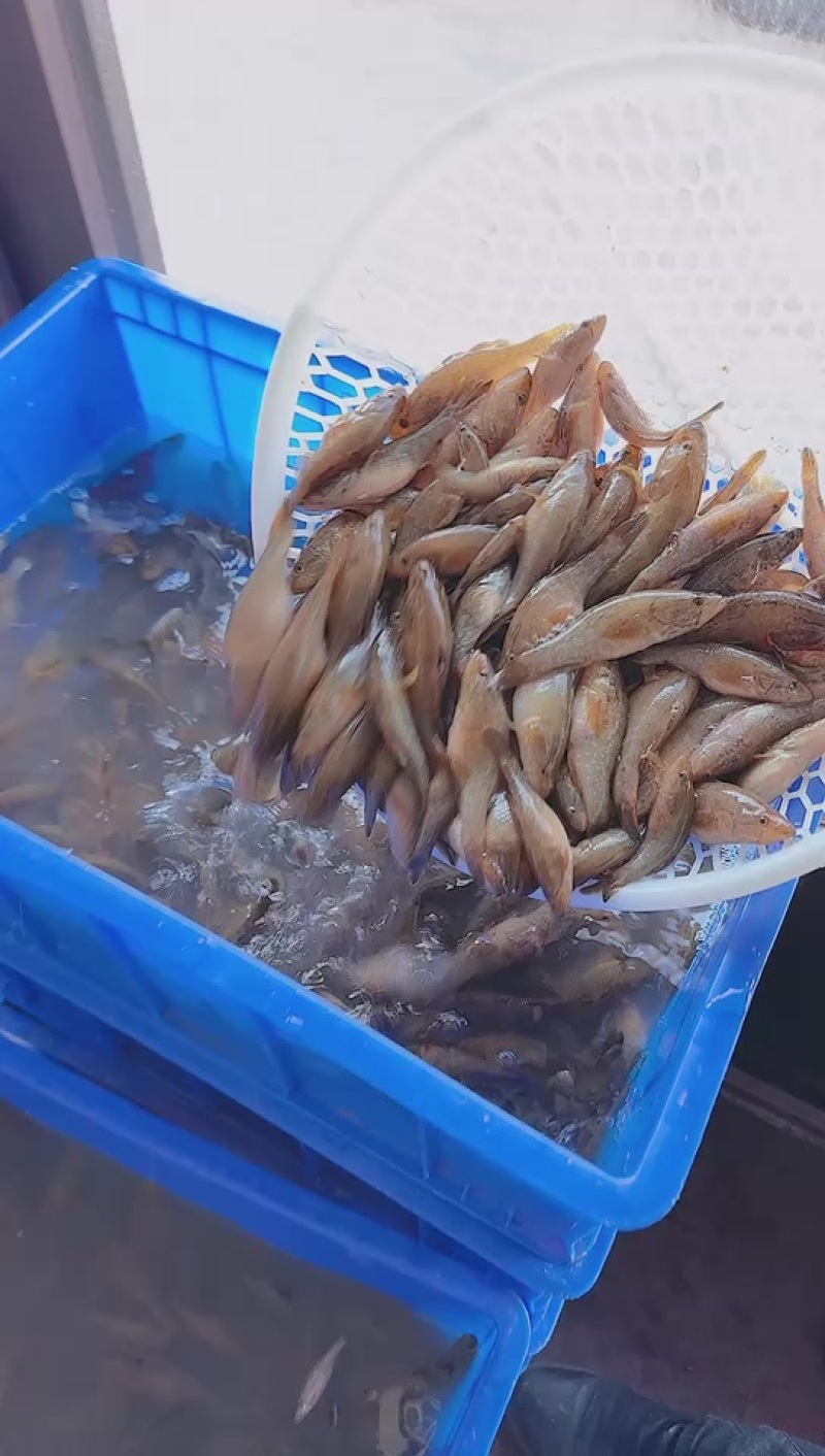 东北老头鱼