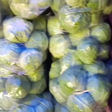 甘蓝大量有货