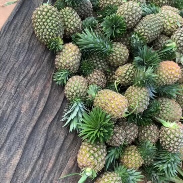 西瓜凤梨.甜蜜蜜16号.金钻凤梨
