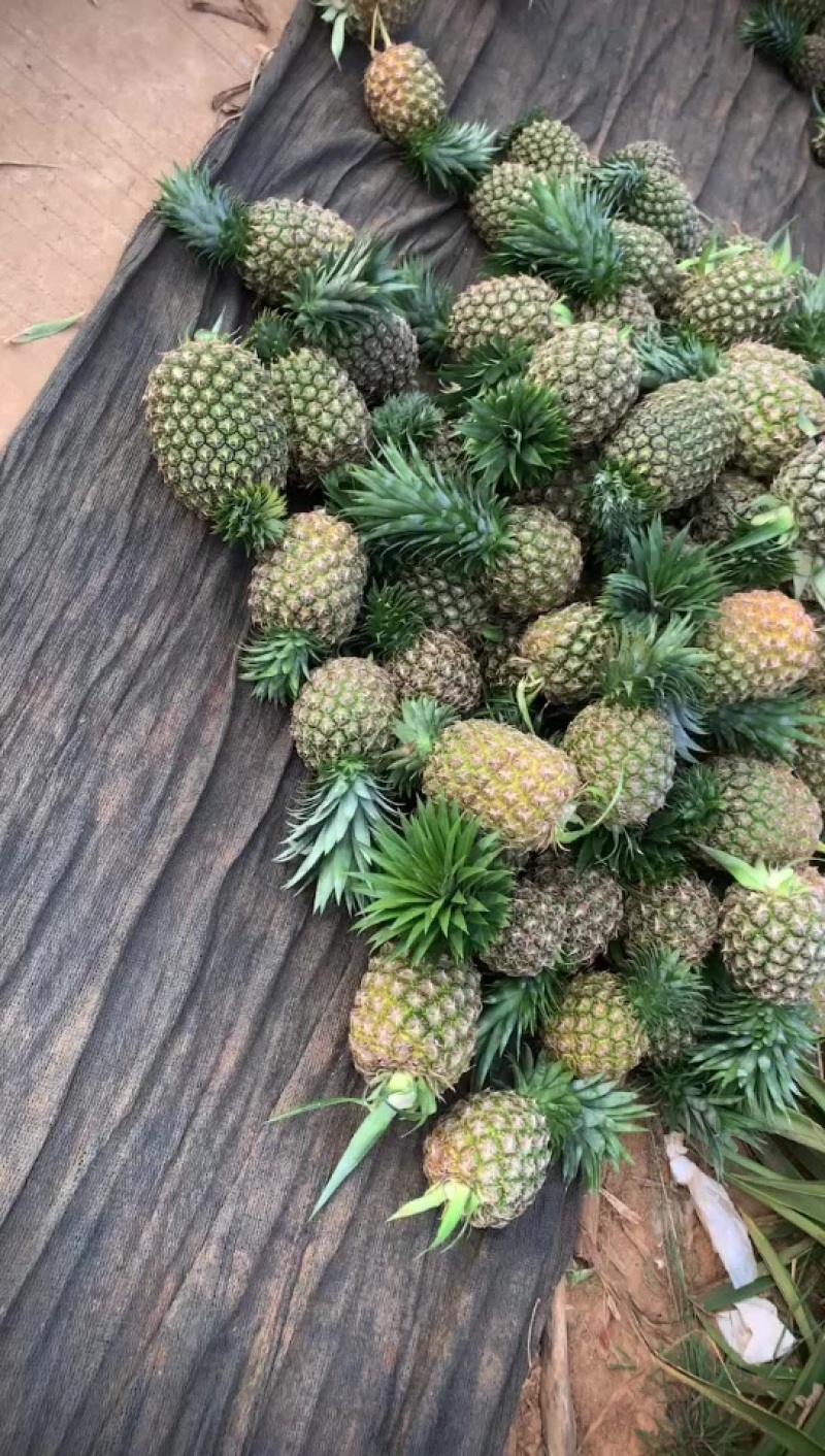 西瓜凤梨.甜蜜蜜16号.金钻凤梨